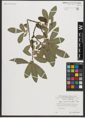 Foto von Salix appendiculata Vill.